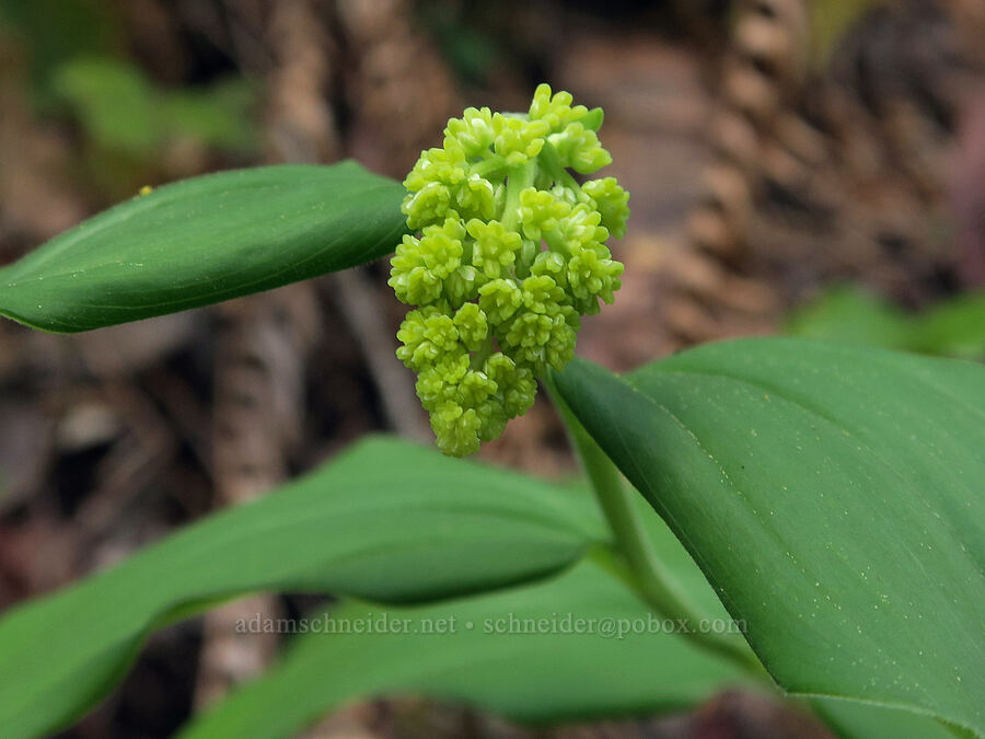 feathery false solomon's-seal, budding (Maianthemum racemosum ssp. amplexicaule (Smilacina racemosa)) [Rainie Falls Trail, Josephine County, Oregon]