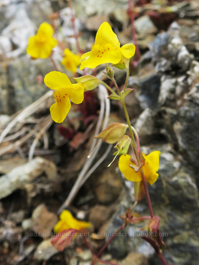little-leaf monkeyflower (Erythranthe microphylla (Mimulus microphyllus)) [Red Gulch, Siskiyou County, California]