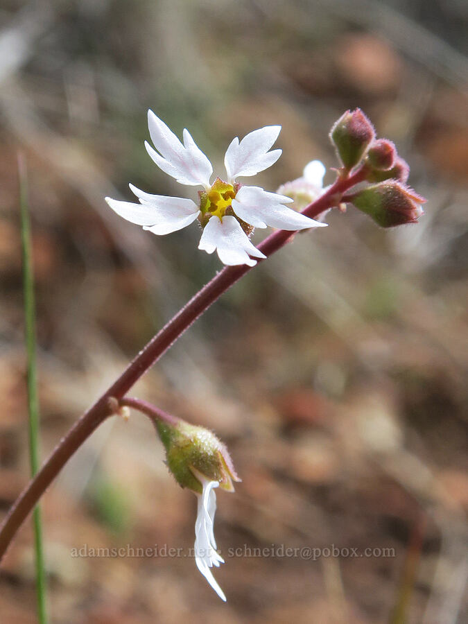 woodland star (Lithophragma affine) [Red Gulch, Siskiyou County, California]