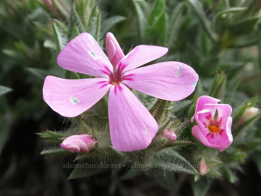 Yreka phlox (Phlox hirsuta) [Red Gulch, Siskiyou County, California]