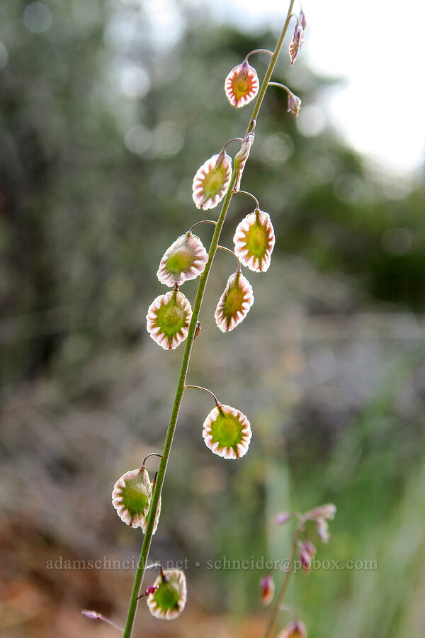 fringe-pod (Thysanocarpus curvipes) [Red Gulch, Siskiyou County, California]