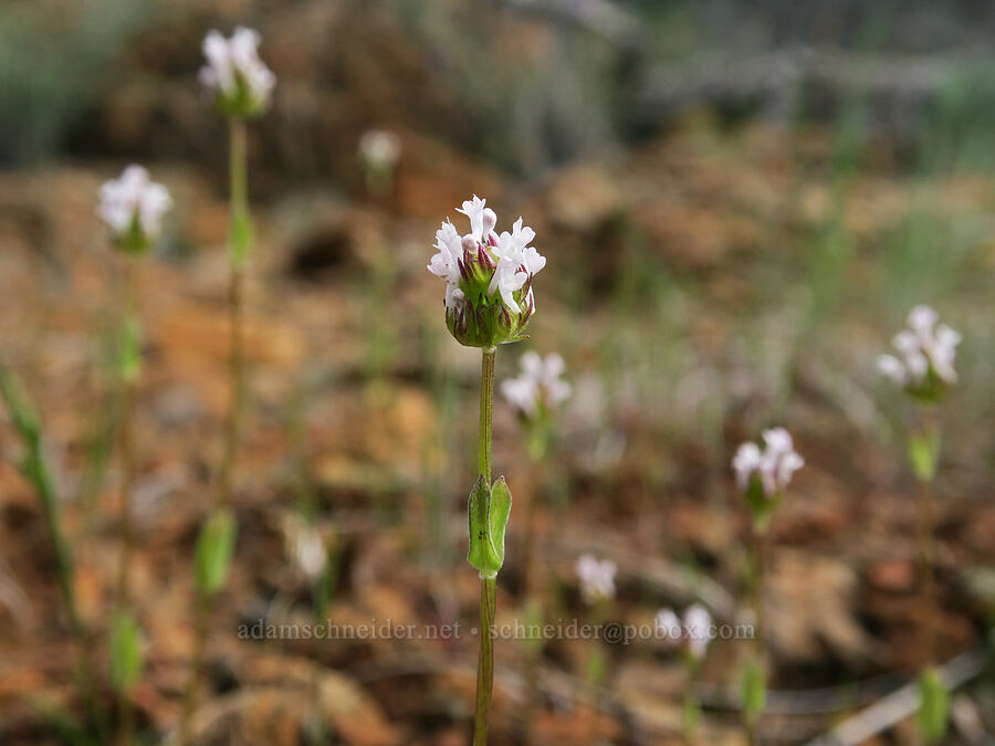 white plectritis (Plectritis macrocera) [Red Gulch, Siskiyou County, California]