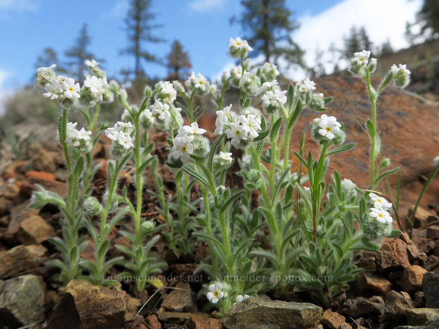 cryptantha (Cryptantha sp.) [Red Gulch, Siskiyou County, California]