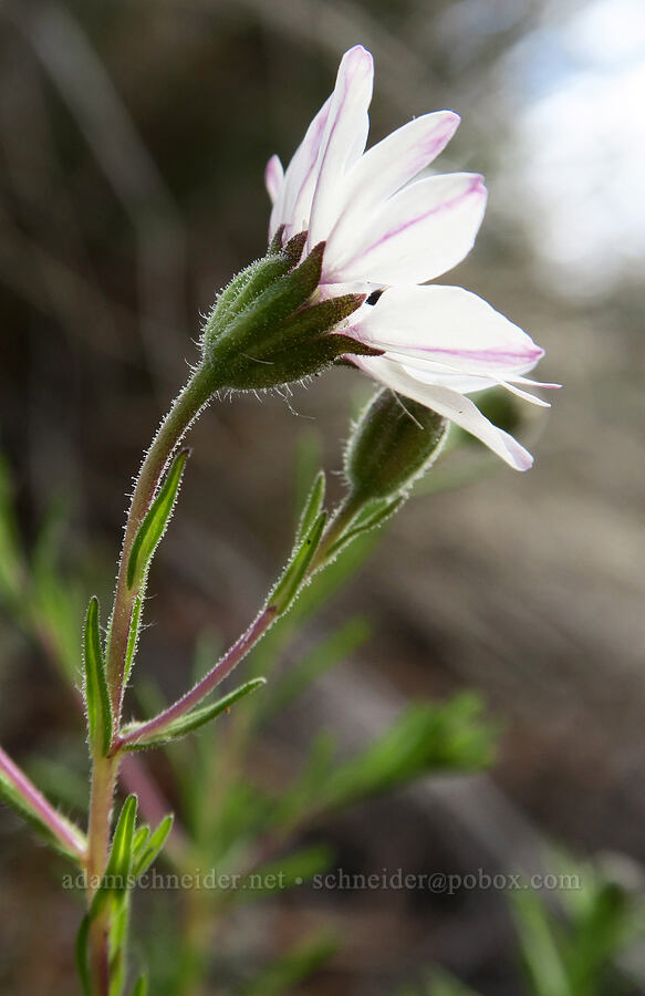 rough eyelash-weed (Blepharipappus scaber) [Red Gulch, Siskiyou County, California]