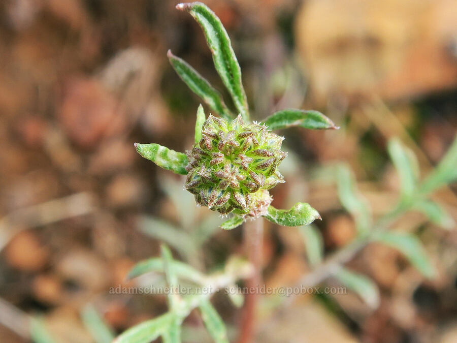 blue-head gilia, budding (Gilia capitata) [Red Gulch, Siskiyou County, California]