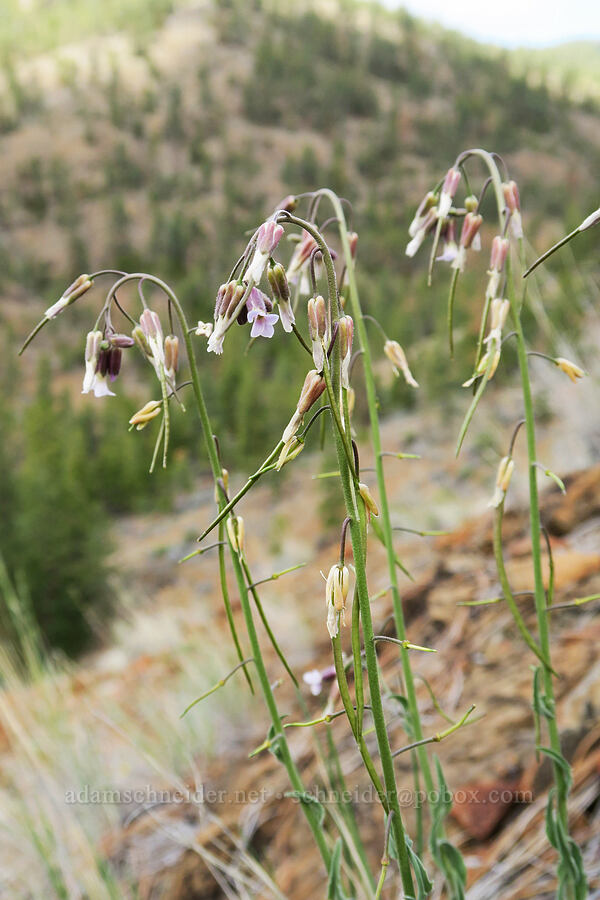 Klamath rock-cress (Boechera subpinnatifida (Arabis subpinnatifida)) [Red Gulch, Siskiyou County, California]