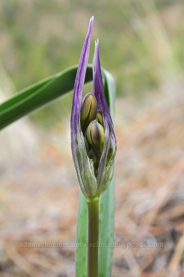 yellow triplet-lily, budding (Triteleia crocea (Brodiaea crocea)) [Red Gulch, Siskiyou County, California]