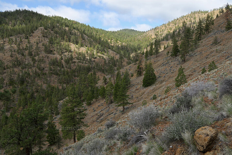Red Gulch [Red Gulch, Siskiyou County, California]
