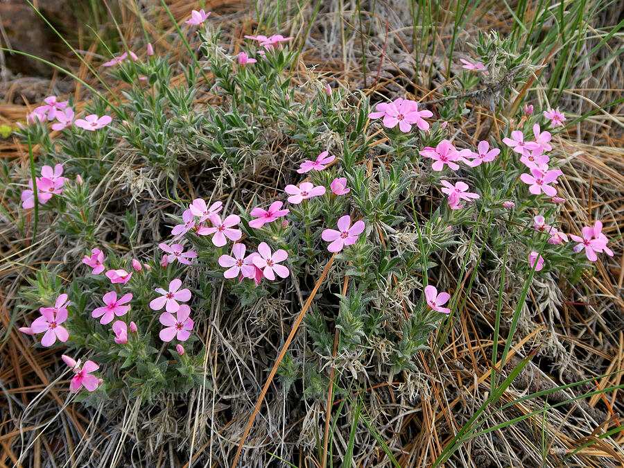 Yreka phlox (Phlox hirsuta) [Red Gulch, Siskiyou County, California]