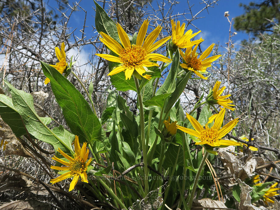 balsamroot (Balsamorhiza deltoidea) [Red Gulch, Siskiyou County, California]