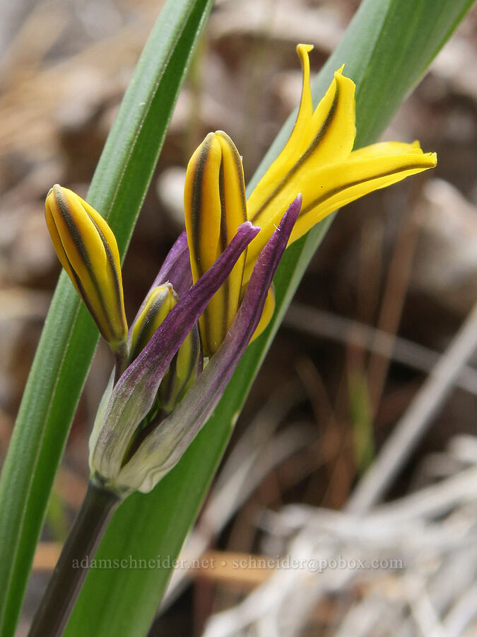 yellow triplet-lily (Triteleia crocea (Brodiaea crocea)) [Red Gulch, Siskiyou County, California]