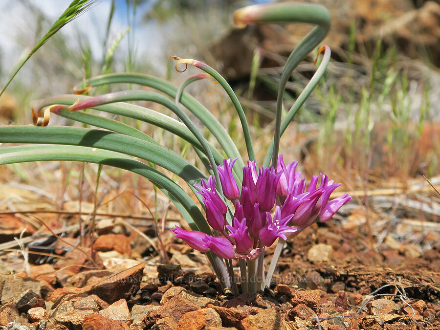 sickle-leaf onion (Allium falcifolium) [Red Gulch, Siskiyou County, California]