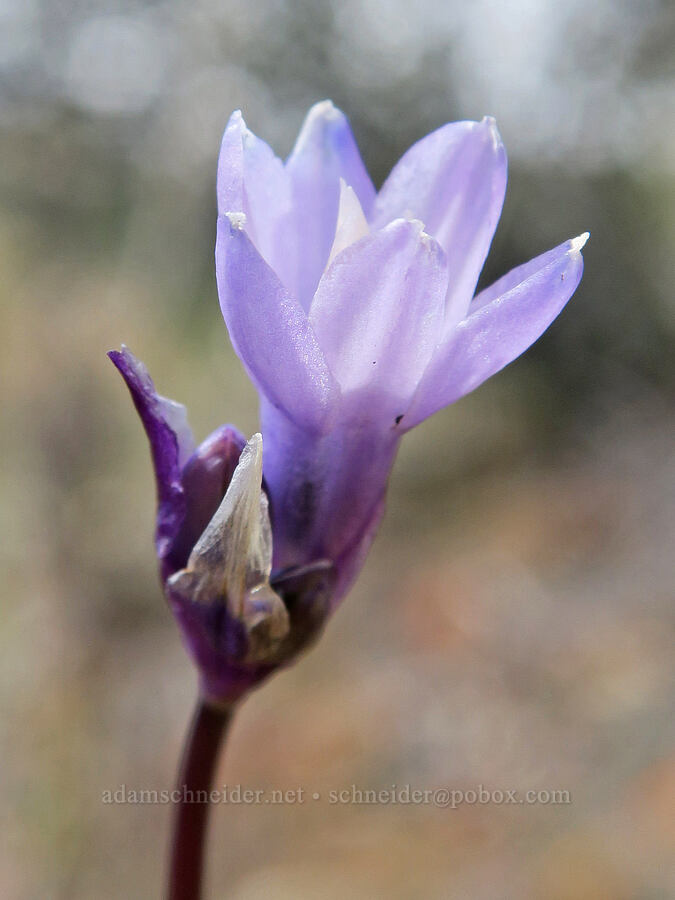 blue dicks (Dipterostemon capitatus (Dichelostemma capitatum)) [Red Gulch, Siskiyou County, California]