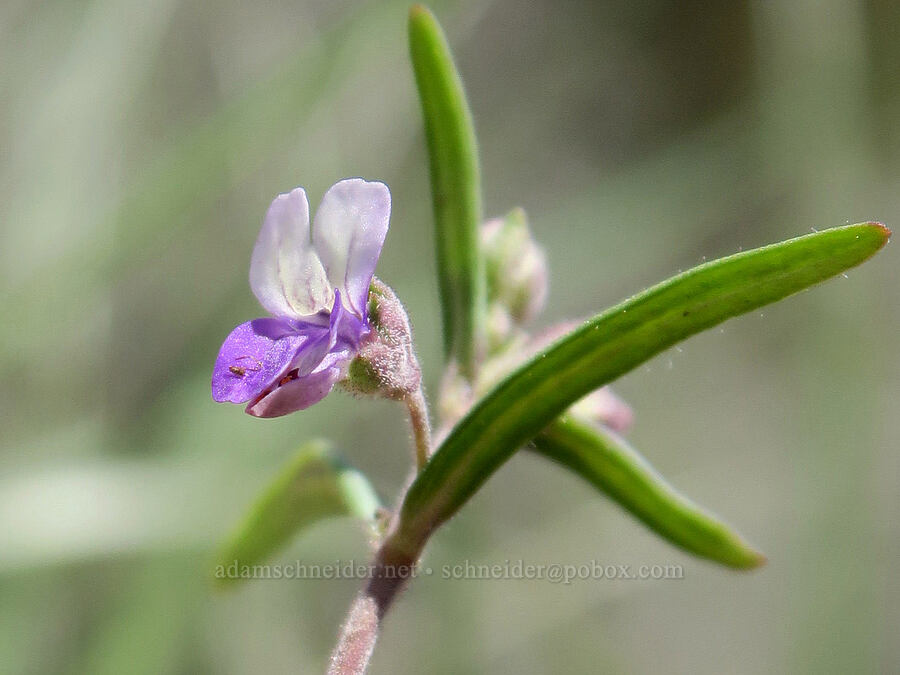 Rattan's blue-eyed-Mary (Collinsia rattanii) [Red Gulch, Siskiyou County, California]