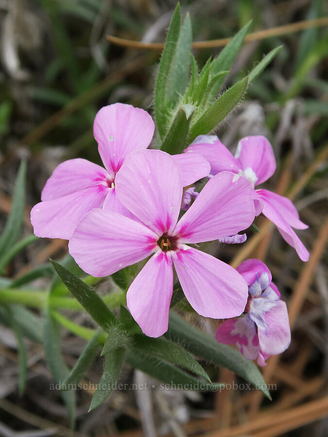 Yreka phlox (Phlox hirsuta) [Red Gulch, Siskiyou County, California]