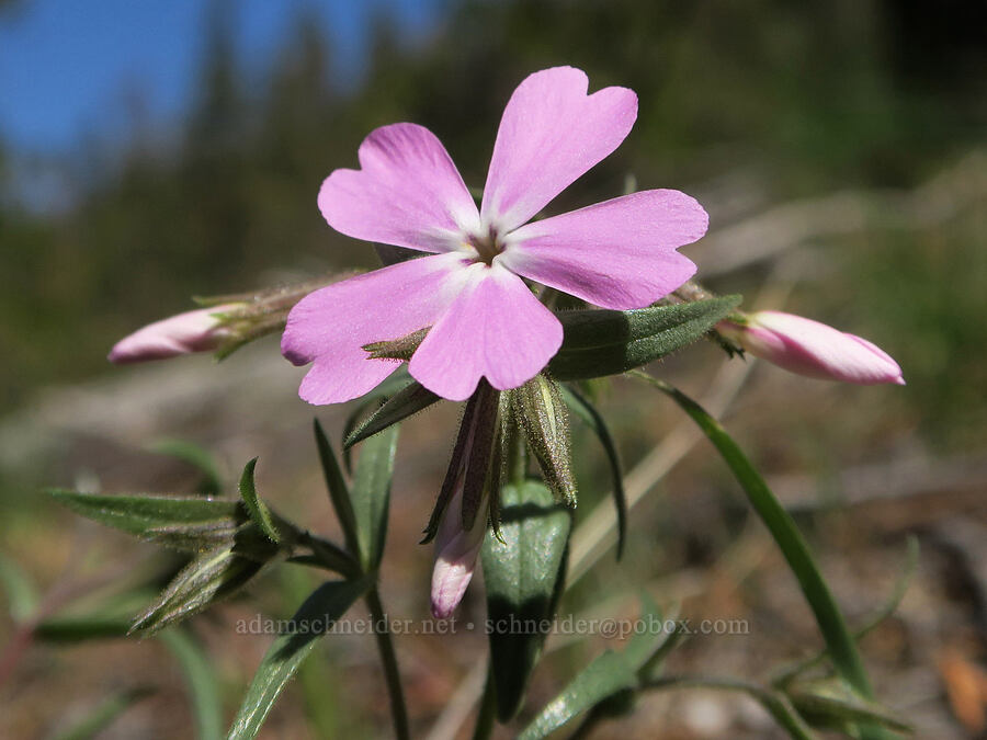 showy phlox (Phlox speciosa) [Klamath National Forest, Siskiyou County, California]