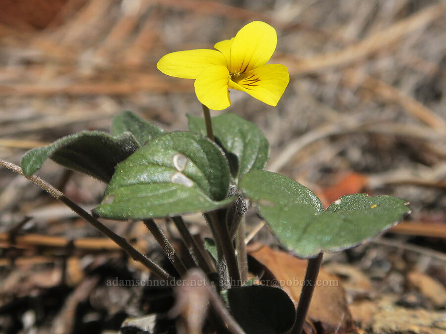 goose-foot violet (Viola purpurea) [Klamath National Forest, Siskiyou County, California]
