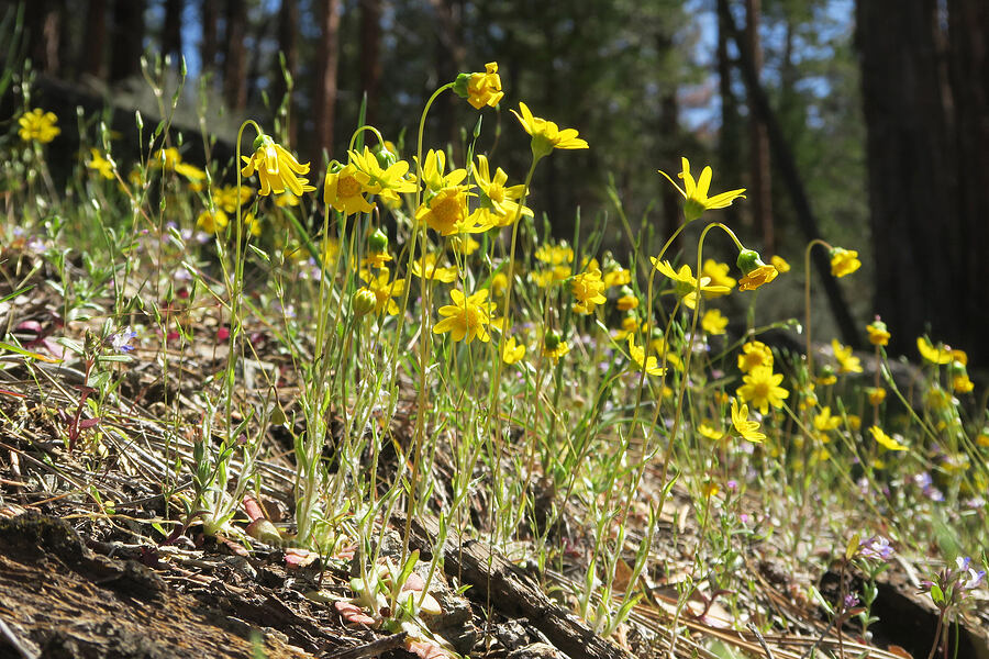 gold stars (Crocidium multicaule) [Klamath National Forest, Siskiyou County, California]