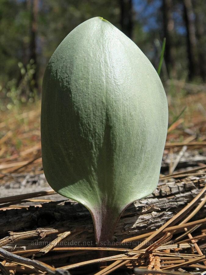 fritillary lily leaf (Fritillaria sp.) [Klamath National Forest, Siskiyou County, California]