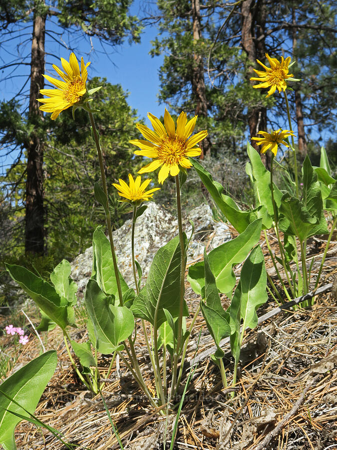 balsamroot (Balsamorhiza deltoidea) [Klamath National Forest, Siskiyou County, California]