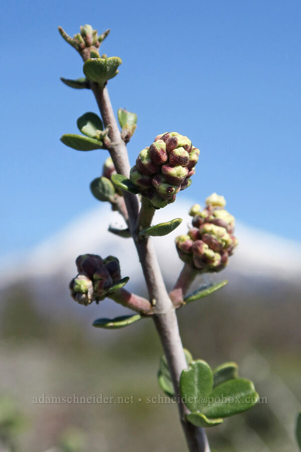buck-brush, budding (Ceanothus cuneatus) [Edgewood Road, Siskiyou County, California]