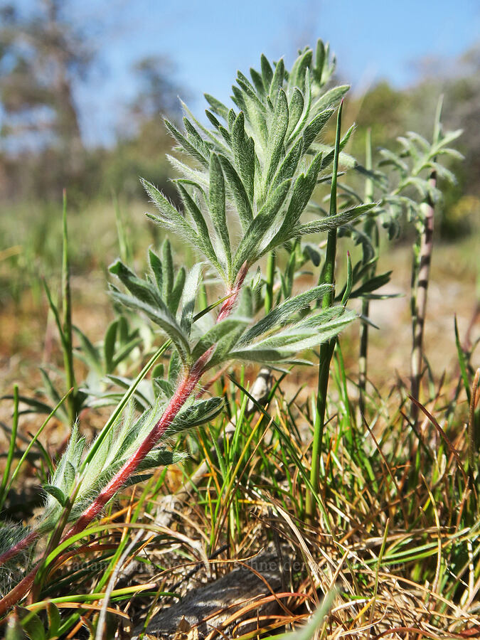 carrot-leaf horkelia (Horkelia daucifolia) [Edgewood Road, Siskiyou County, California]