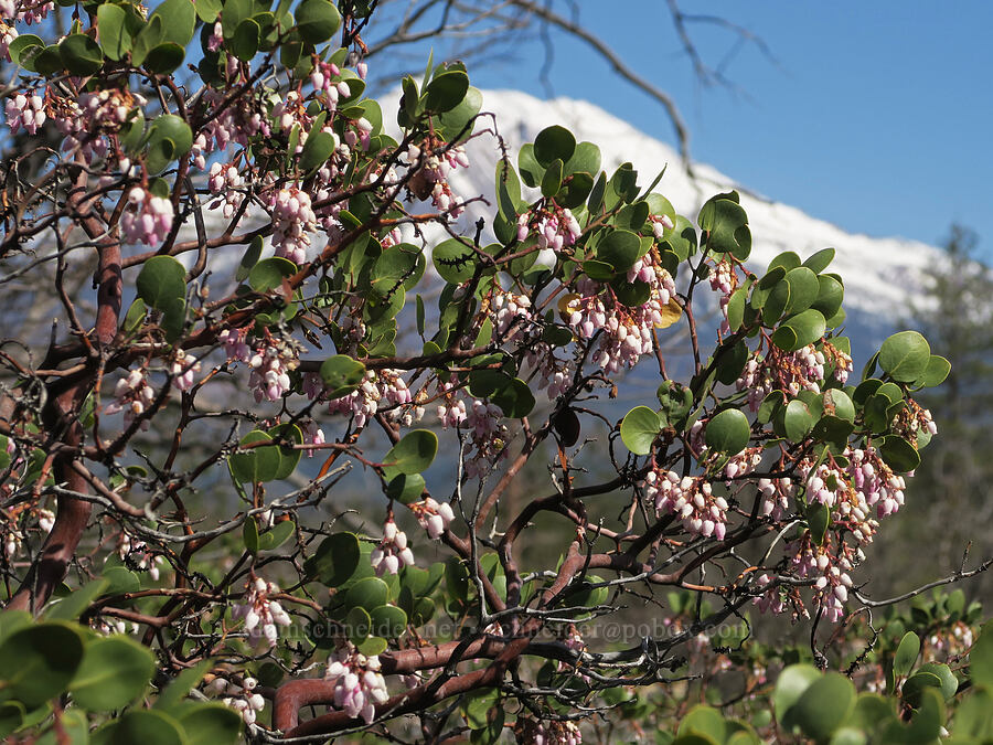 green-leaf manzanita (Arctostaphylos patula) [Edgewood Road, Siskiyou County, California]