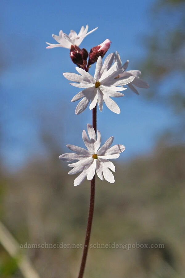 prairie star (Lithophragma parviflorum) [Edgewood Road, Siskiyou County, California]
