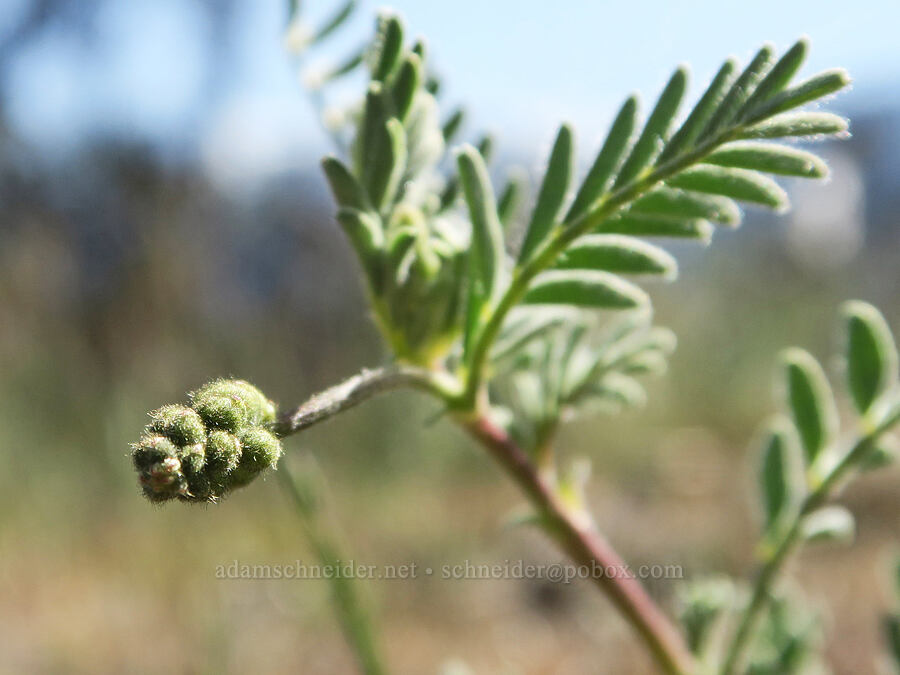 curve-pod milk-vetch, budding (Astragalus curvicarpus) [Edgewood Road, Siskiyou County, California]