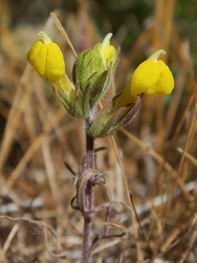 cut-leaf owl's clover (Castilleja lacera (Orthocarpus lacerus)) [Edgewood Road, Siskiyou County, California]
