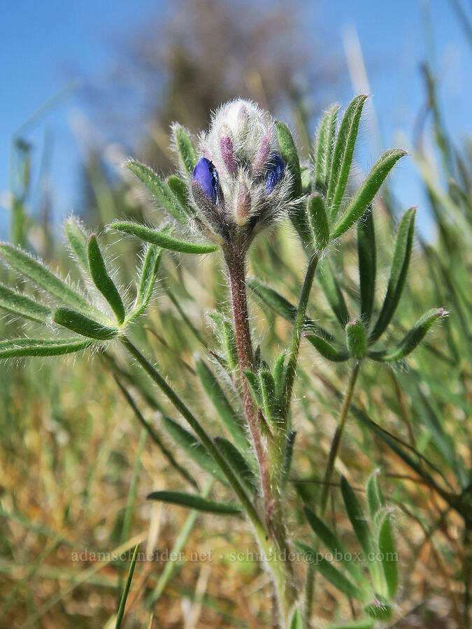 miniature lupine (Lupinus bicolor (Lupinus micranthus var. bicolor)) [Edgewood Road, Siskiyou County, California]