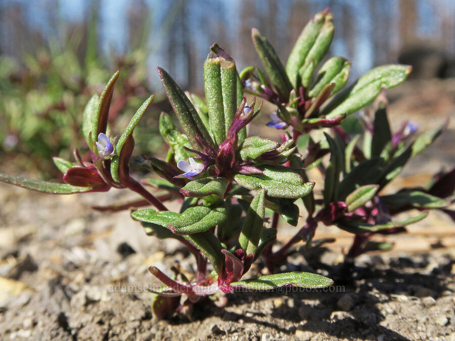 small-flowered blue-eyed-Mary (Collinsia parviflora) [Forest Road 42N15, Siskiyou County, California]