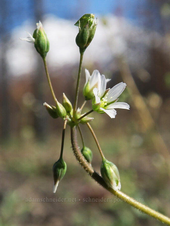 jagged chickweed (Holosteum umbellatum) [Forest Road 42N15, Siskiyou County, California]