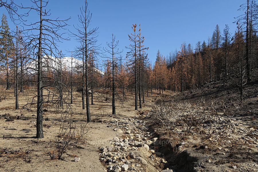 Lava Fire aftermath [Forest Road 42N15, Siskiyou County, California]