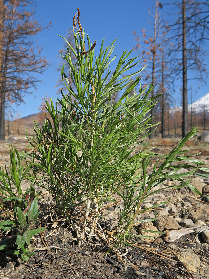 yellow/green rabbitbrush (Chrysothamnus viscidiflorus (Ericameria viscidiflora)) [Forest Road 42N15, Siskiyou County, California]