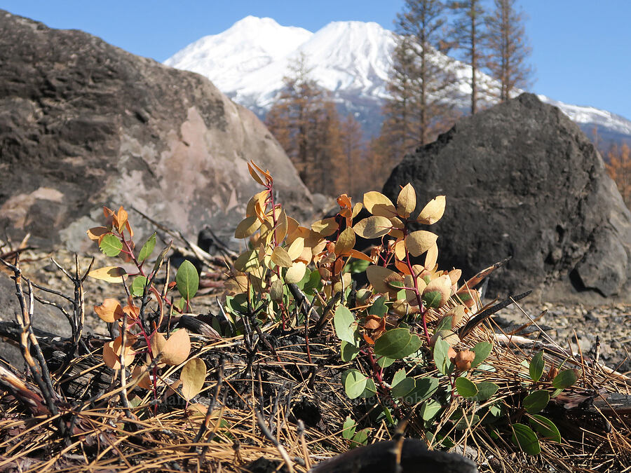 half-burned green-leaf manzanita (Arctostaphylos patula) [Forest Road 42N15, Siskiyou County, California]