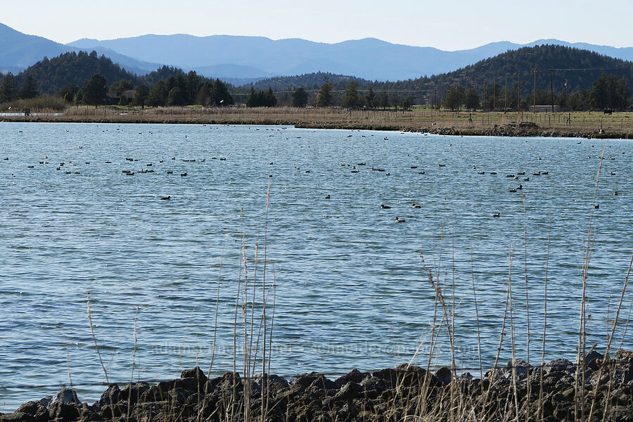 ducks on Big Springs Lake [Mayten Road, Siskiyou County, California]