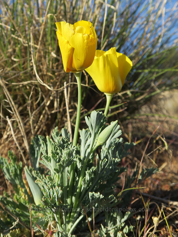 California poppies (Eschscholzia californica) [Shasta Valley Wildlife Area, Siskiyou County, California]