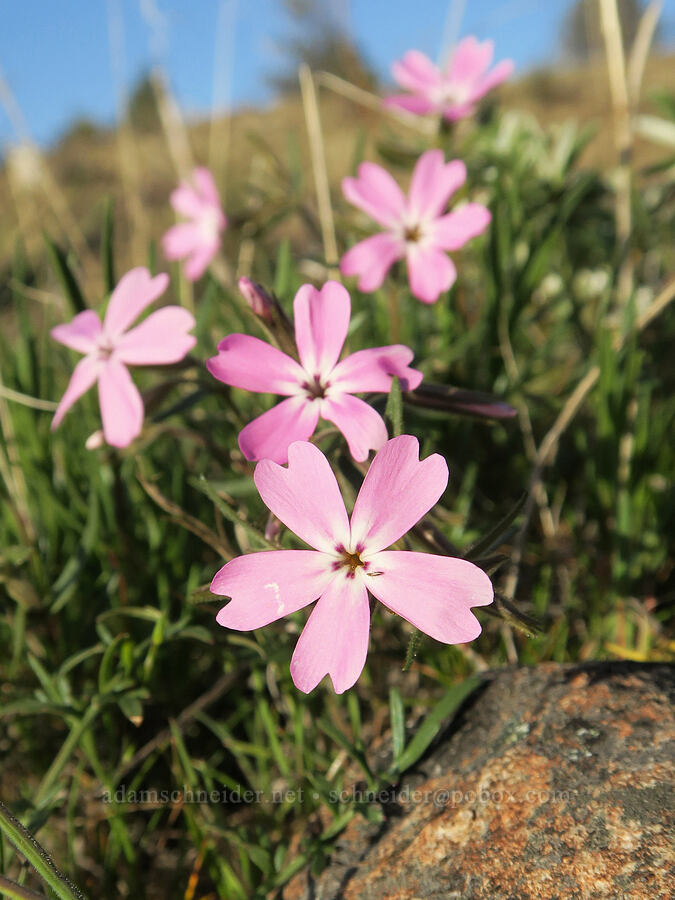 showy phlox (Phlox speciosa) [Shasta Valley Wildlife Area, Siskiyou County, California]