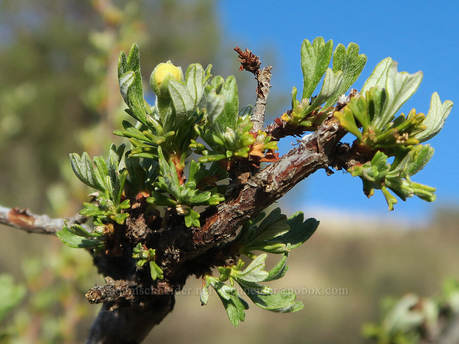 antelope bitter-brush, budding (Purshia tridentata) [Shasta Valley Wildlife Area, Siskiyou County, California]