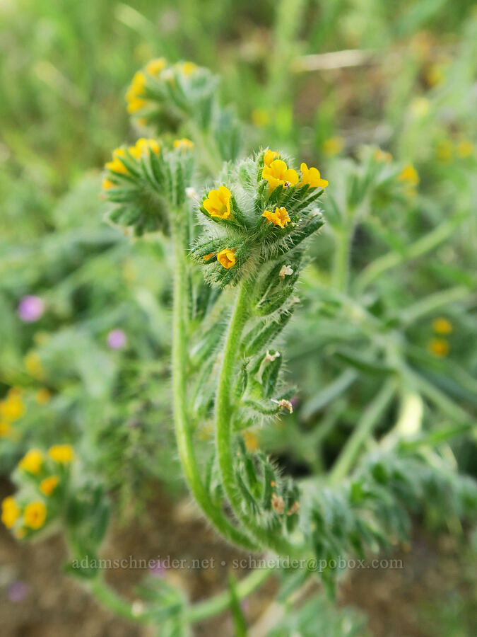 fiddleneck (Amsinckia menziesii) [Hulls Gulch Interpretive Trail, Ada County, Idaho]