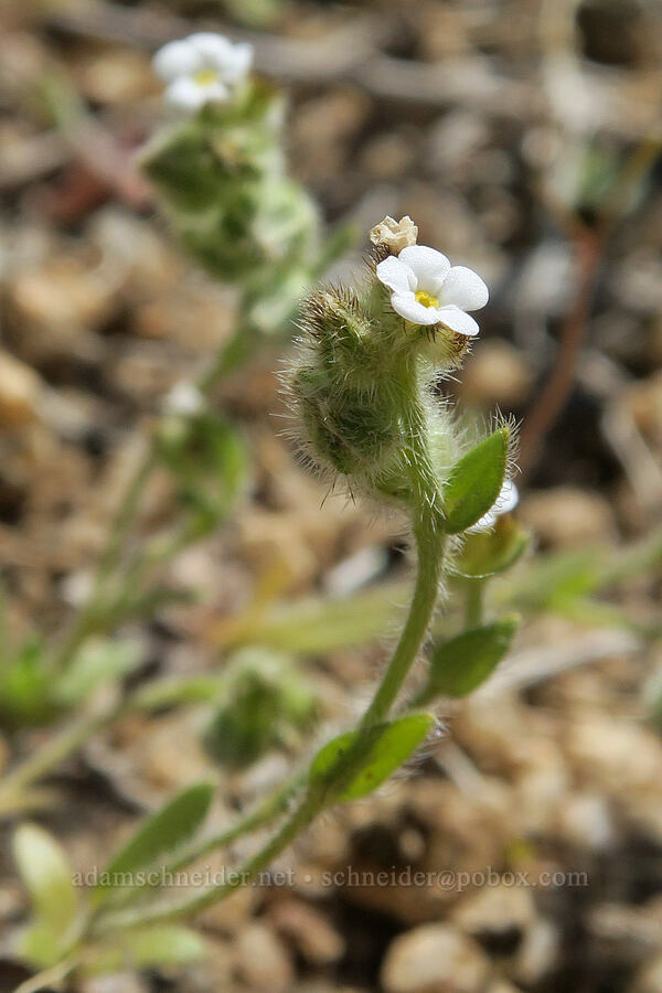 slender popcorn flower (Plagiobothrys tenellus) [Hulls Gulch Interpretive Trail, Ada County, Idaho]