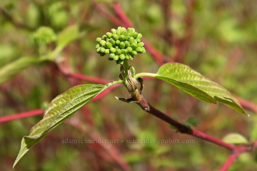 red-osier dogwood, budding (Cornus sericea) [Hulls Gulch Interpretive Trail, Ada County, Idaho]
