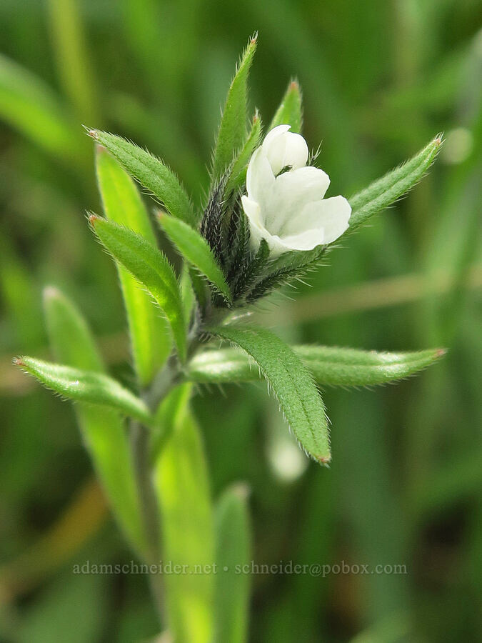 corn gromwell (Lithospermum arvense (Buglossoides arvensis)) [Hulls Gulch Interpretive Trail, Ada County, Idaho]