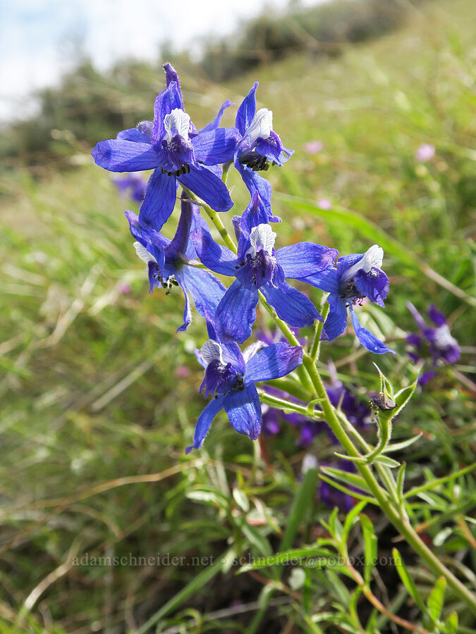 upland larkspur (Delphinium nuttallianum) [Hulls Gulch Interpretive Trail, Ada County, Idaho]