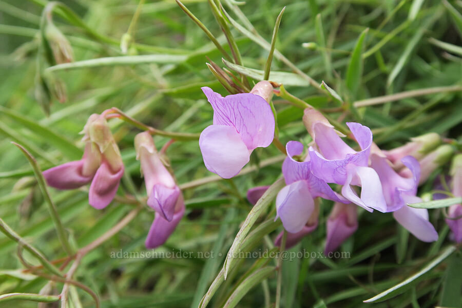 few-flowered pea-vine (Lathyrus pauciflorus var. pauciflorus) [Hulls Gulch Interpretive Trail, Ada County, Idaho]
