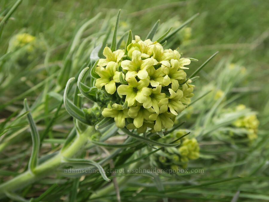 Columbia puccoon (Lithospermum ruderale) [Hulls Gulch Interpretive Trail, Ada County, Idaho]