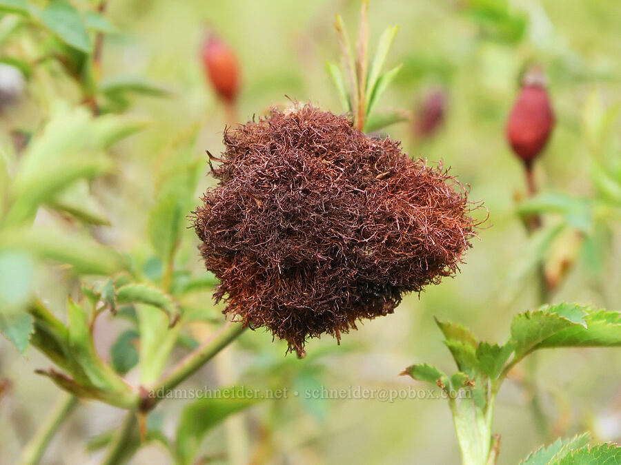 gall on wild rose (Rosa sp.) [Hulls Gulch Interpretive Trail, Ada County, Idaho]