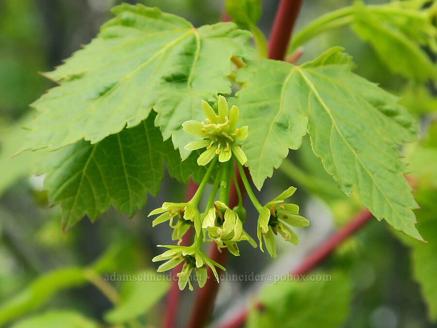 Rocky Mountain maple flowers (Acer glabrum) [Hulls Gulch Interpretive Trail, Ada County, Idaho]