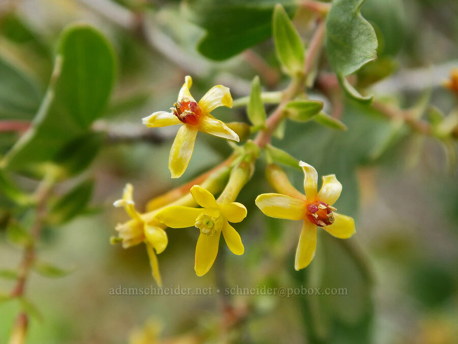 golden currant flowers (Ribes aureum) [Hulls Gulch Interpretive Trail, Ada County, Idaho]